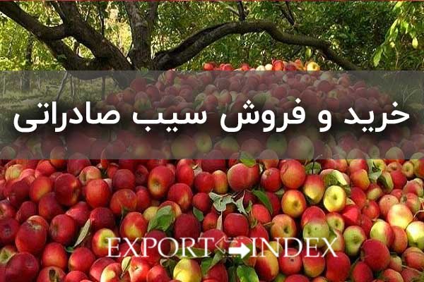 خرید و فروش سیب صادراتی