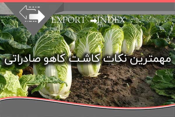 مهمترین نکات کاشت کاهو صادراتی